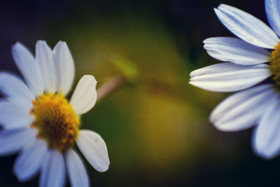 Close-up of flower blooming outdoors