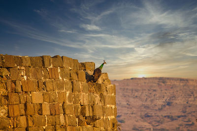 View of peacock on rock formation against cloudy sky