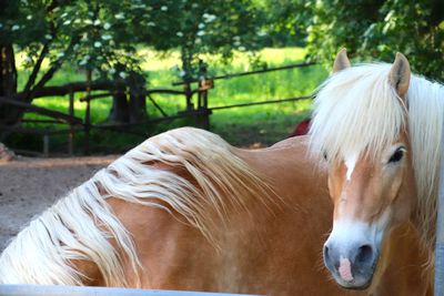 horse