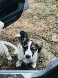 Portrait of dog