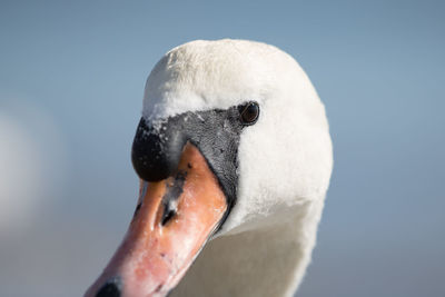 Close-up of swan