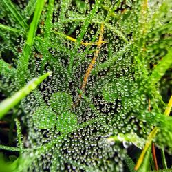 Close-up of raindrops on leaves