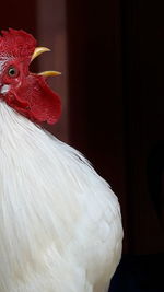 Close-up of white hen