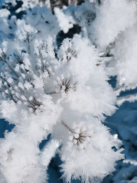 Close-up of frozen plant