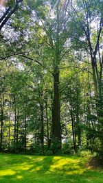 Trees on grassy field