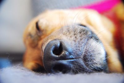 Close-up of a dog sleeping