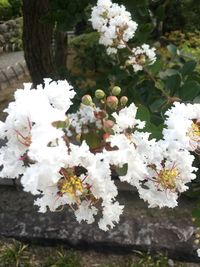 Close-up of white flowers