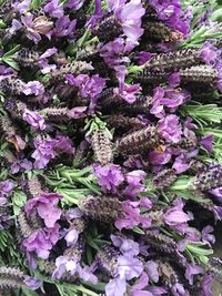 Full frame shot of purple flowers