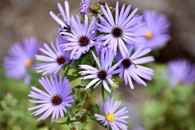 Close-up of purple flowering plant