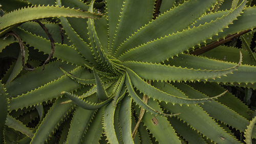Close-up of plant with spiky leaves with an abstract pattern