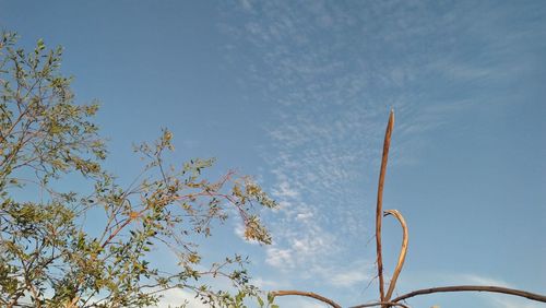 Low angle view of trees against blue sky