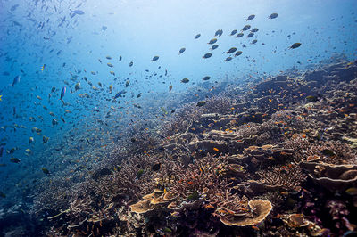 High angle view of fish swimming in sea