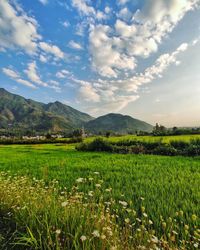 Scenic view of agricultural field against sky