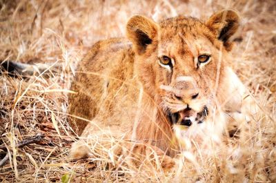 Portrait of a lion