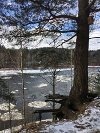 Frozen lake in forest during winter