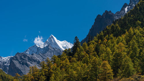 Mountain in yading with autumn leaves