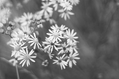 Close-up of white flowers in snow