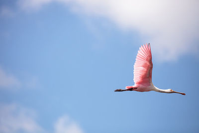 Low angle view of seagull flying