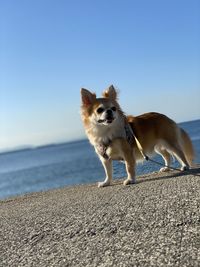 Portrait of a dog on beach