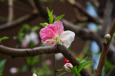 Close-up of pink flower blooming on tree