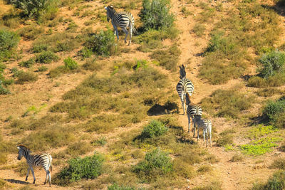 High angle view of people walking on field