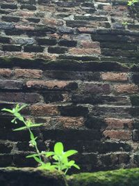 High angle view of plants