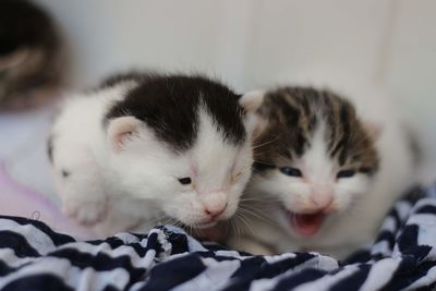 Close-up of cats on bed