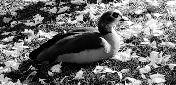 Side view of a duck on field