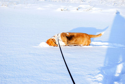 Dog on snow covered field