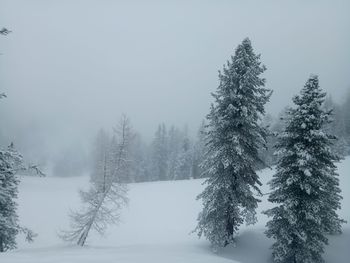 Pine trees on snow covered land against sky