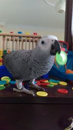 Close-up of duck with toys on table