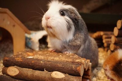 Close-up of a rabbit