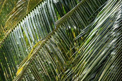 Full frame shot of palm tree