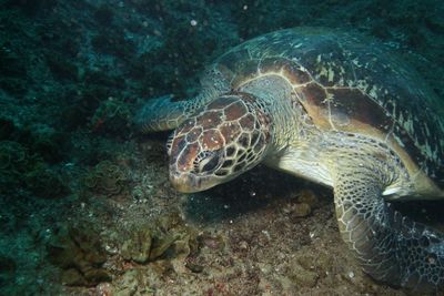 Green sea turtle on ocean floor