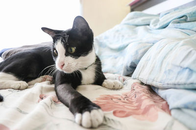 Cat resting on bed