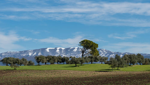 Trees on field against sky