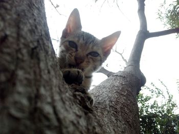Low angle view of cat on tree trunk