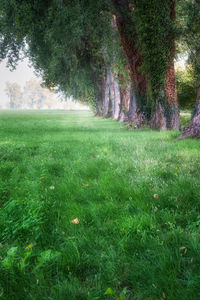 Scenic view of grassy field