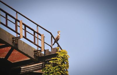 Low angle view of bird perching on roof against clear sky