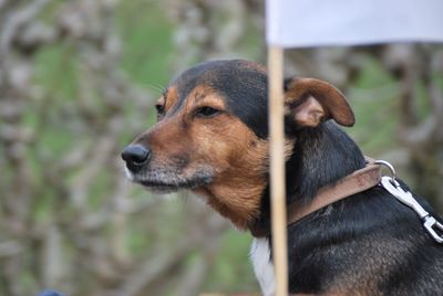 Close-up of dog looking away