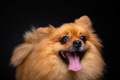 Close-up portrait of a dog