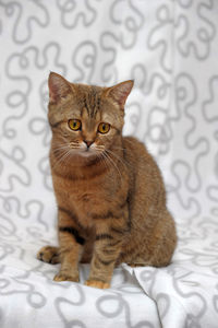 Portrait of cat sitting on floor