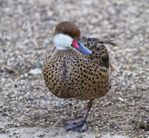 High angle view of duck on field