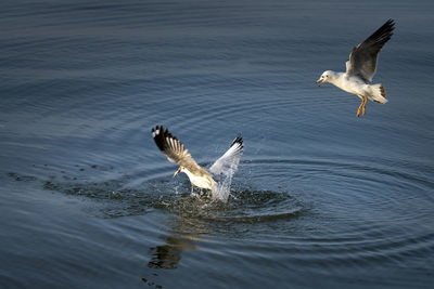 Seagulls flying over lake