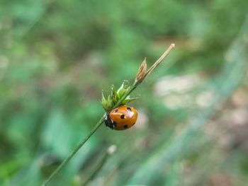 Close-up of ladybug on plant