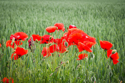 Close-up of red poppy flowers on field