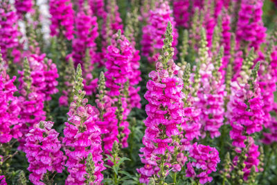 Close-up of pink flowering plants on field