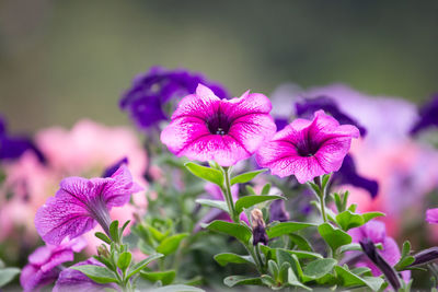 Close-up of pink flowering plants