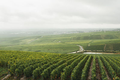 Scenic view of agricultural field against sky