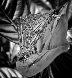 Close-up of butterfly perching on flower